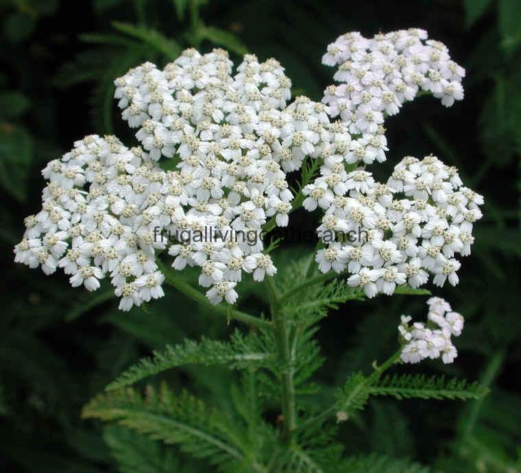 Yarrow Profile and Uses Frugal Living on the Ranch